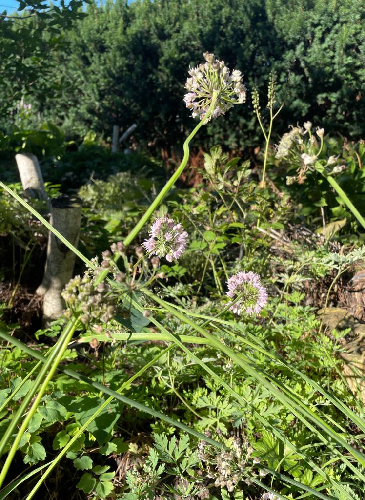 Plant name: Nodding Onion Allium cernuum 